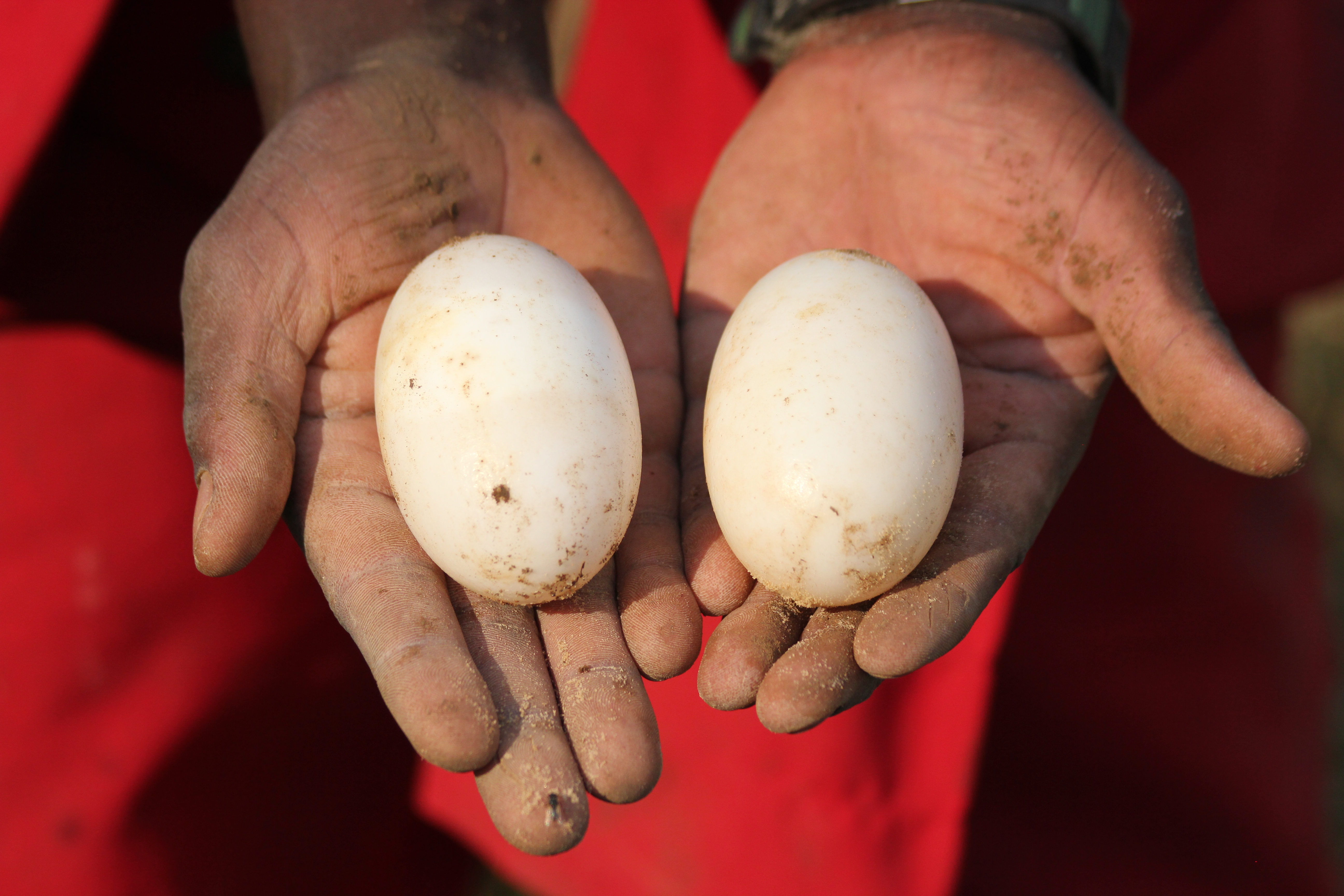 Crocodile Eggs
